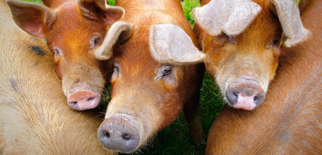 distribuidor de carnes en Gipuzkoa
